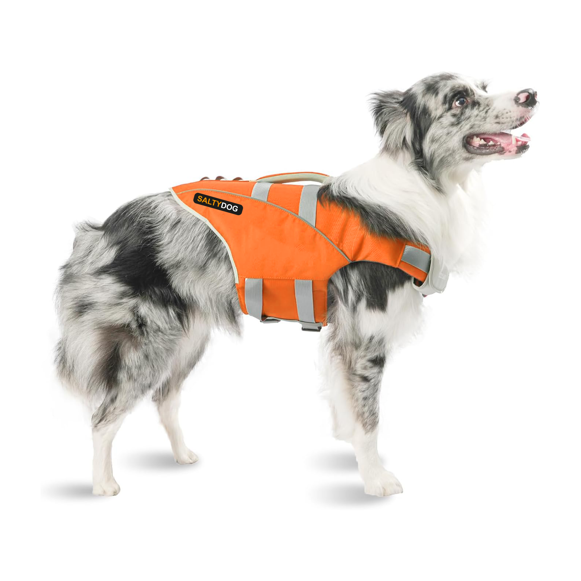 Big dog wearing orange SaltyDOG Waverider life jacket at the beach