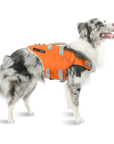 Big dog wearing orange SaltyDOG Waverider life jacket at the beach