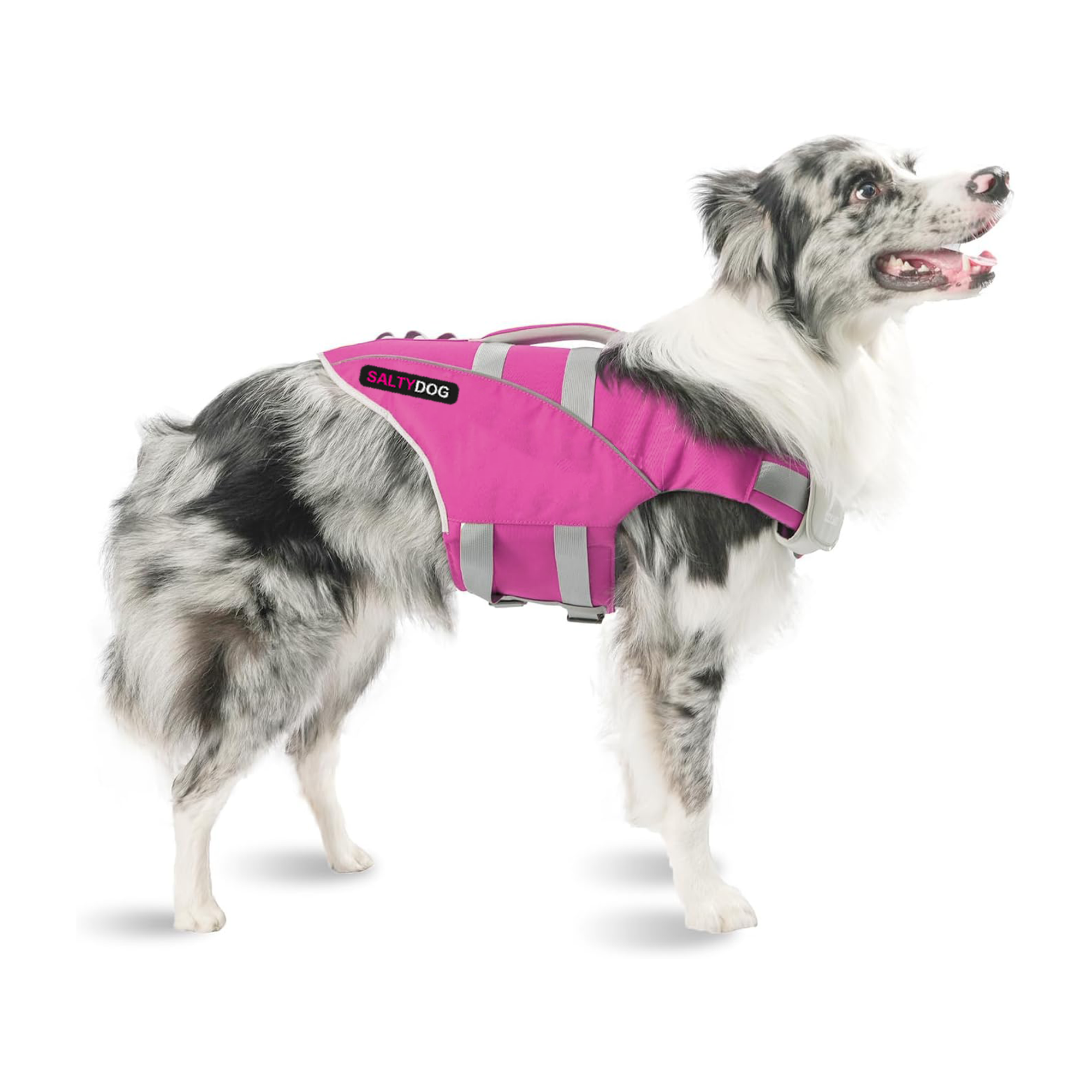 Australian Shepherd dog wearing pink SaltyDOG Waverider life jacket at the beach