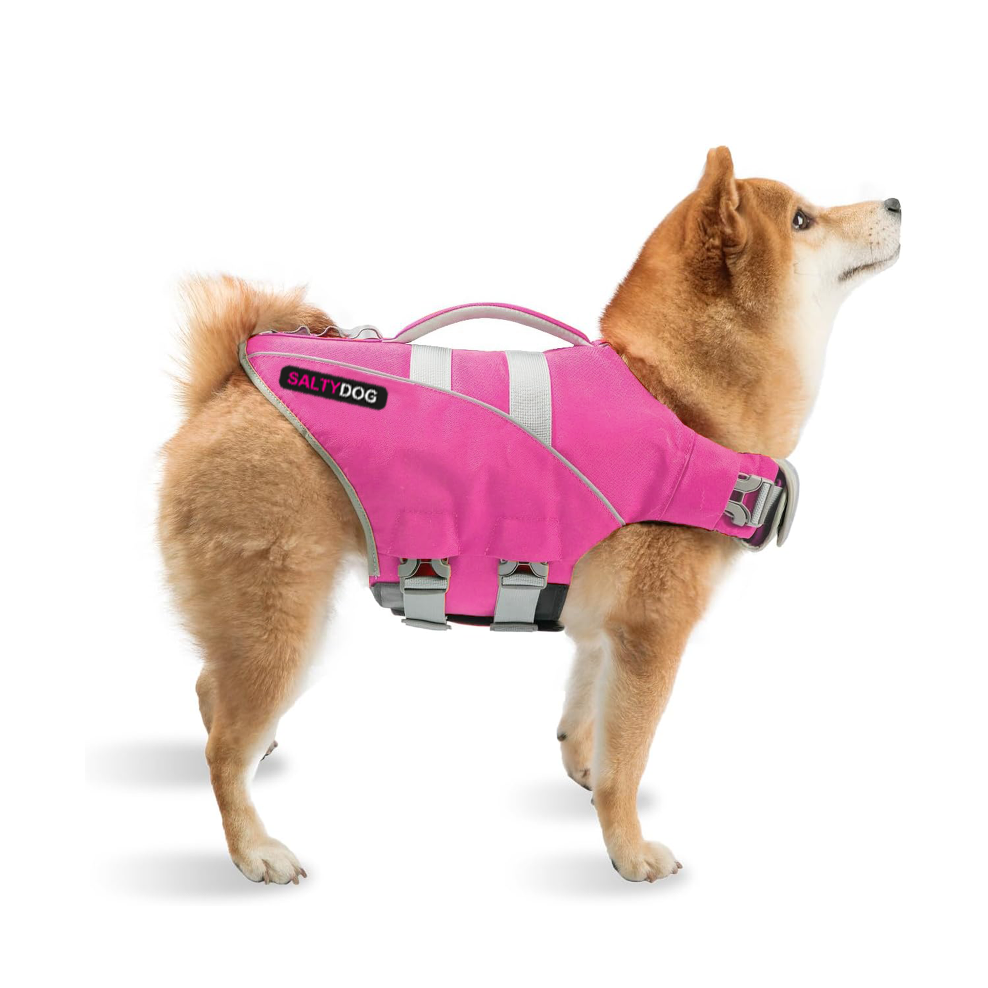 Shiba Inu dog wearing pink SaltyDOG Waverider life jacket