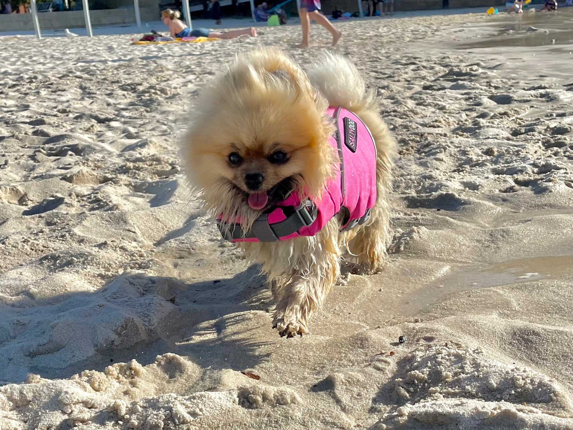 Small pomeranian dog wearing pink SaltyDOG Waverider life jacket at the beach