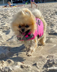 Small pomeranian dog wearing pink SaltyDOG Waverider life jacket at the beach