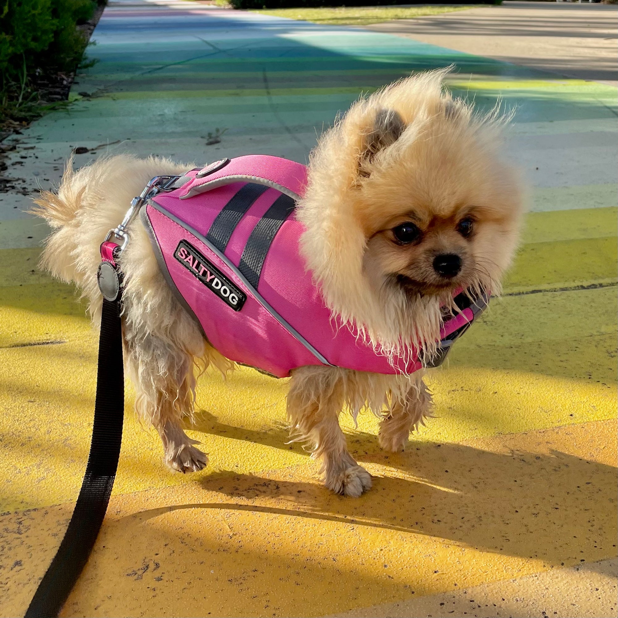 Small pomeranian dog wearing pink SaltyDOG Waverider life jacket at the beach