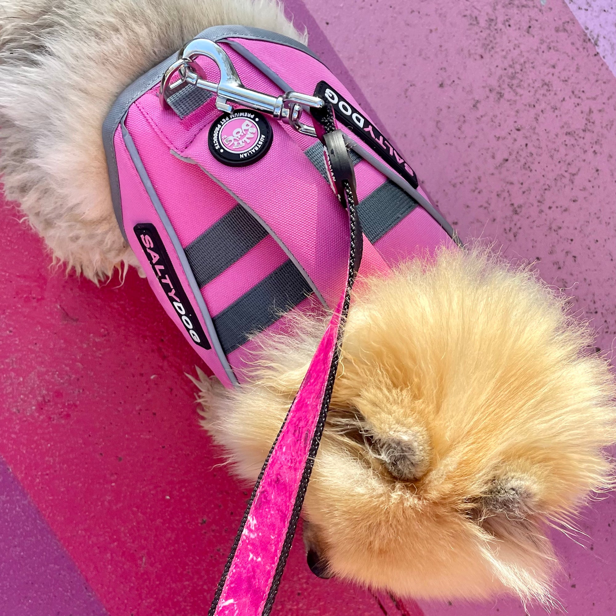 Small pomeranian dog wearing pink SaltyDOG Waverider life jacket at the beach