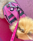 Small pomeranian dog wearing pink SaltyDOG Waverider life jacket at the beach