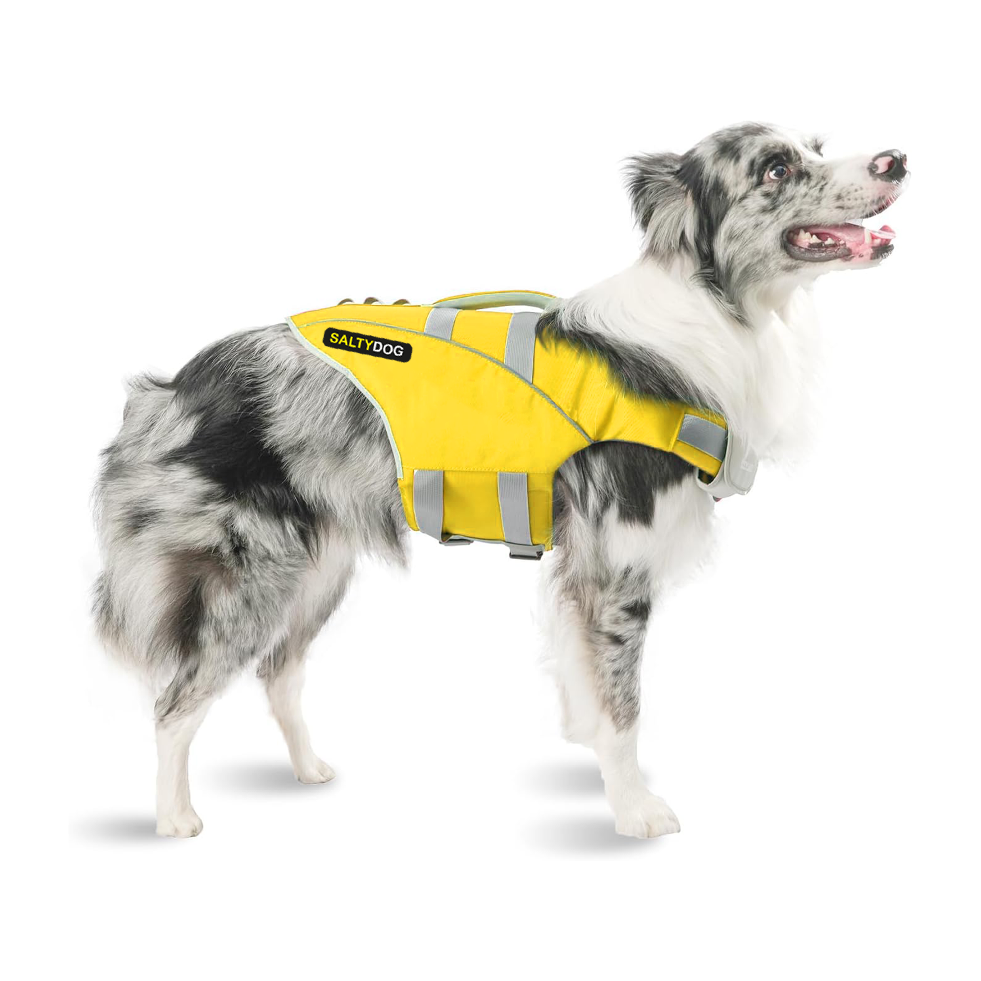 Australian Shepherd dog wearing yellow SaltyDOG Waverider life jacket at the beach
