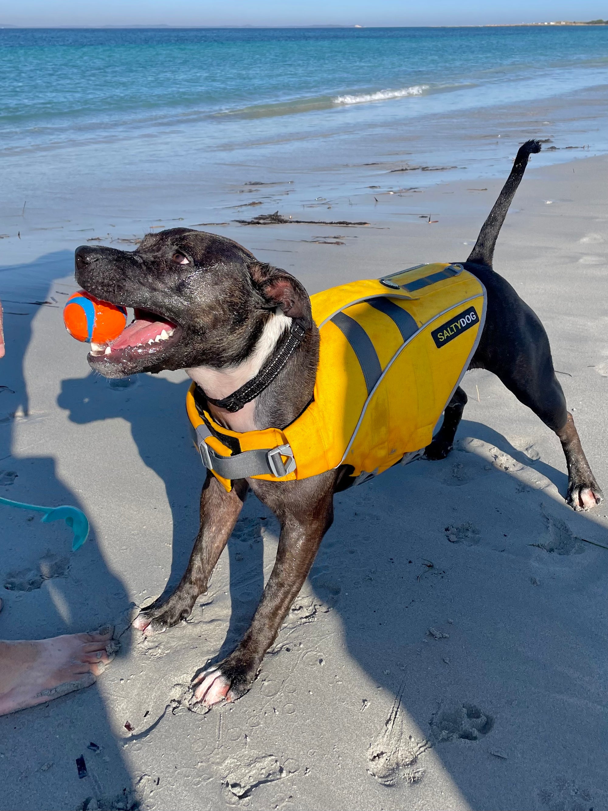 Staffie dog wearing yellow SaltyDOG Waverider life jacket at the beach