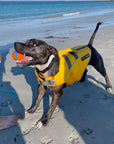 Staffie dog wearing yellow SaltyDOG Waverider life jacket at the beach