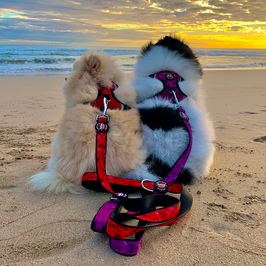 Neoprene Dog Harness - Red