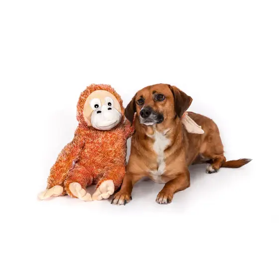 Fluffy Orangutan