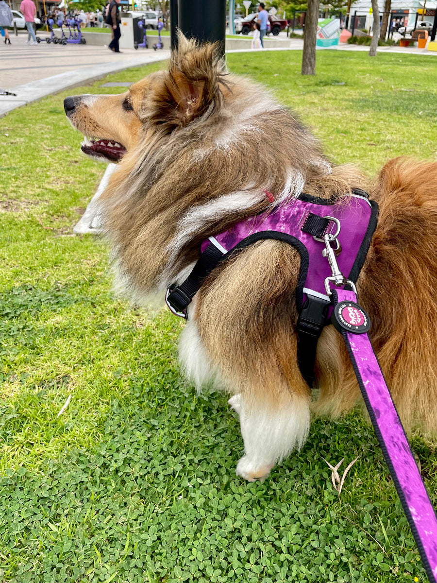 Neoprene Dog Harness - Purple