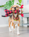 reindeer bone