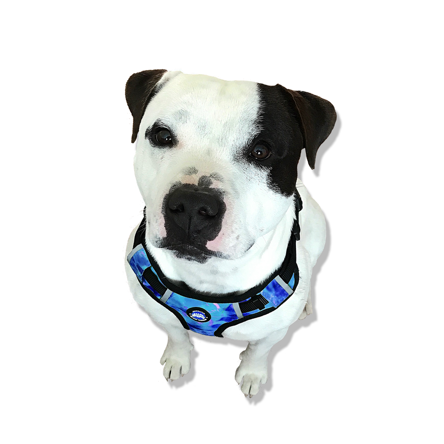 Neoprene Dog Harness - Blue