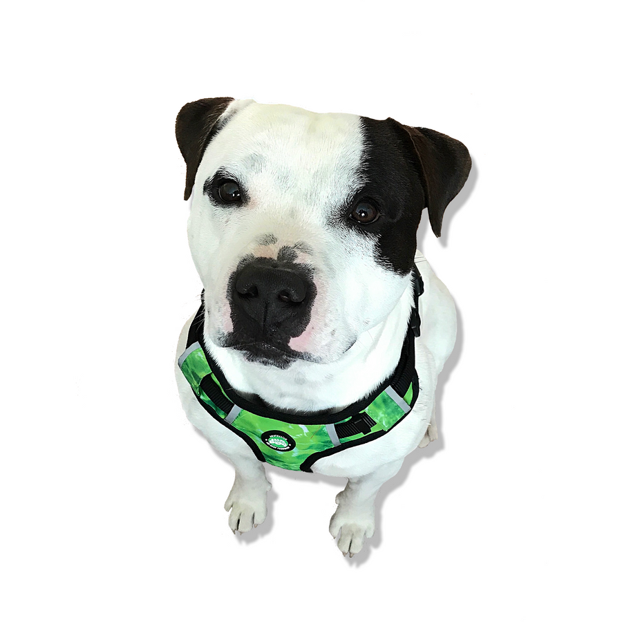 Neoprene Dog Harness - Green