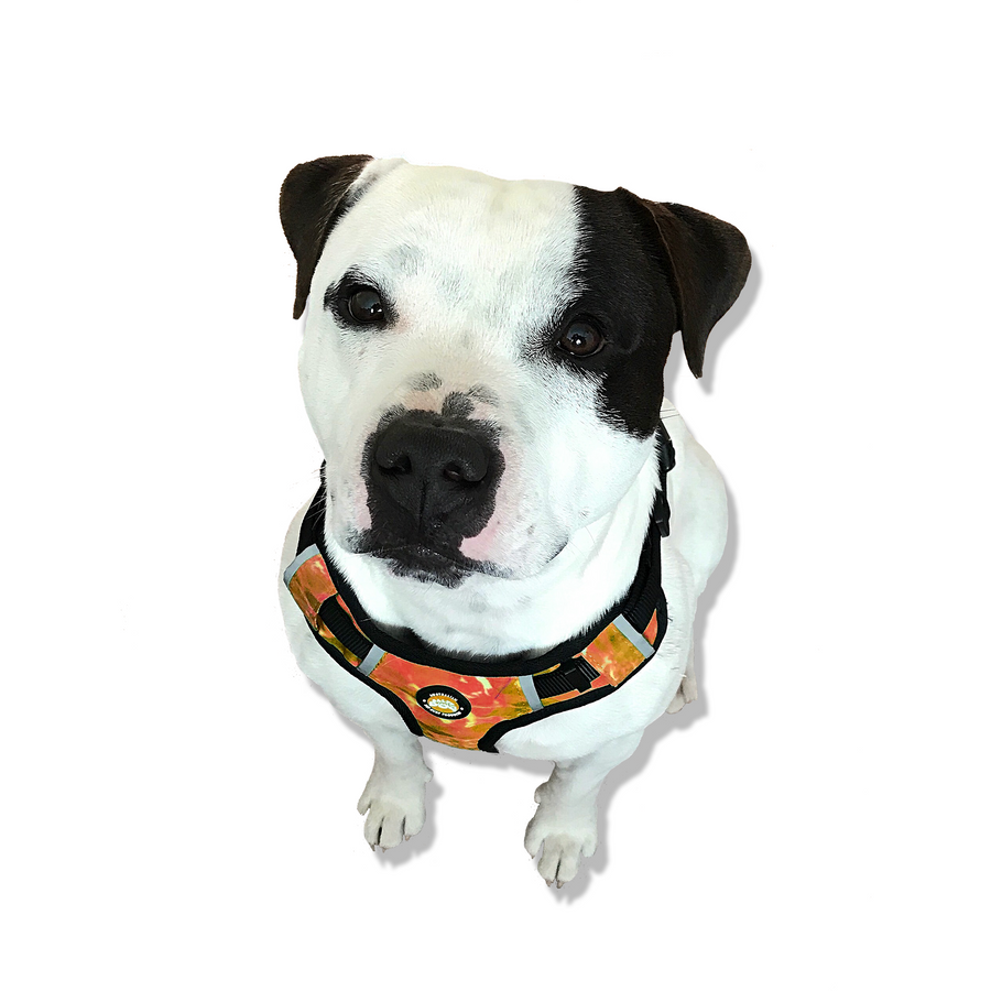 Neoprene Dog Harness - Orange