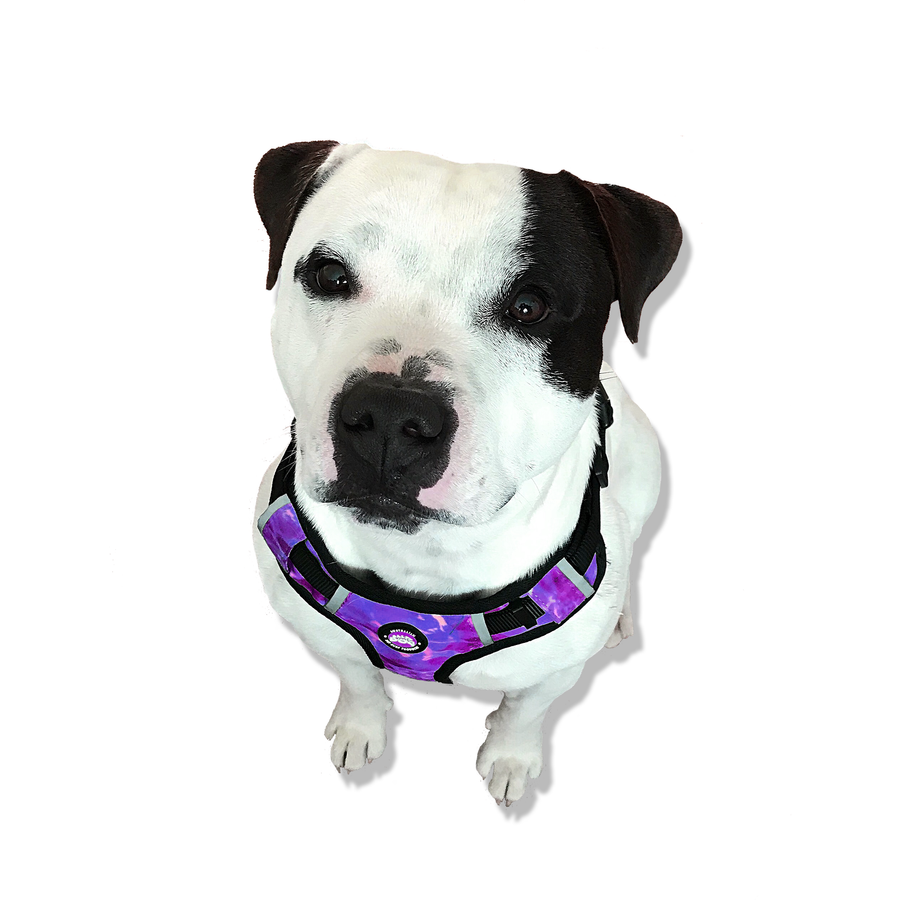 Neoprene Dog Harness - Purple