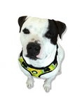 Neoprene Dog Harness - Yellow