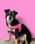 Sweetie Step-In Dog Harness