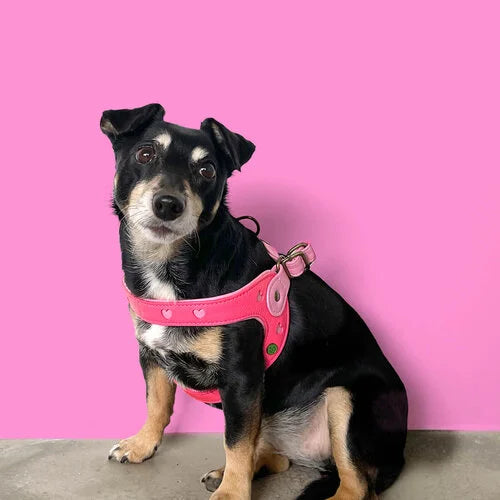 Sweetie Step-In Dog Harness