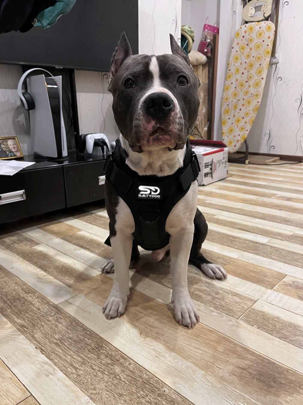 Tactical Harness Onyx Black