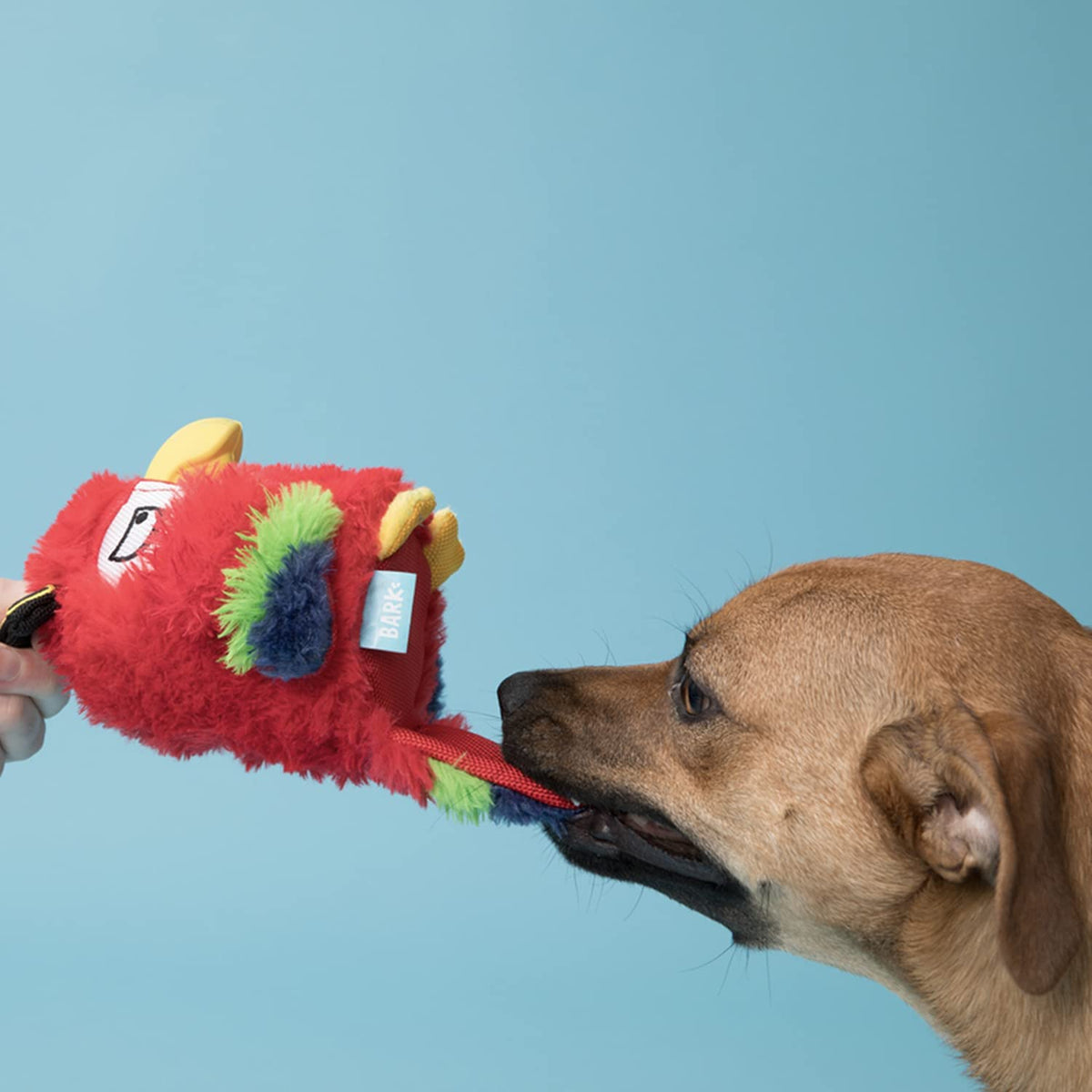 BARK Captain Parrot
