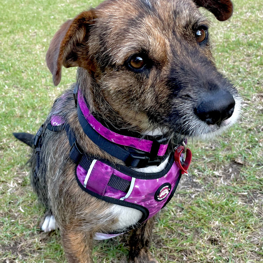 Neoprene Dog Harness - Purple