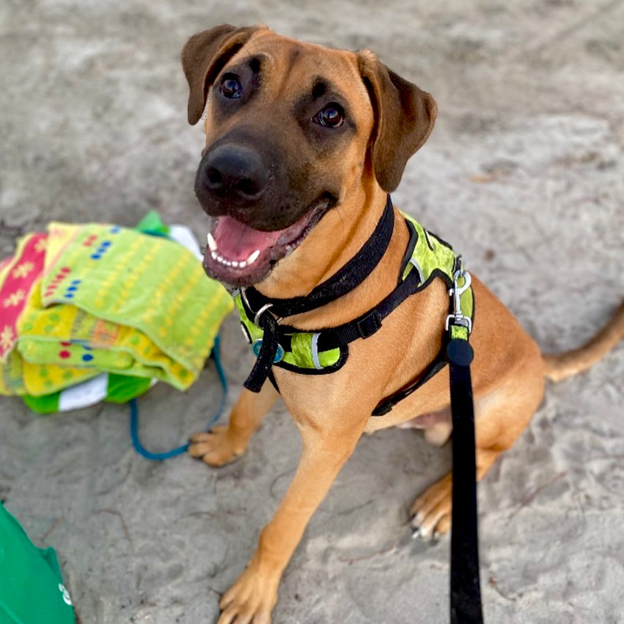Neoprene Dog Harness - Yellow
