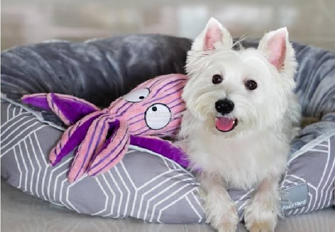 KONG_SaltyDOG_Pet_Products_Cute_Seas