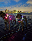 Lighthound LED Dog Harness