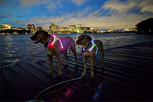 Lighthound LED Dog Harness