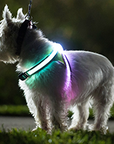 Lighthound LED Dog Harness