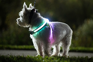 Lighthound LED Dog Harness