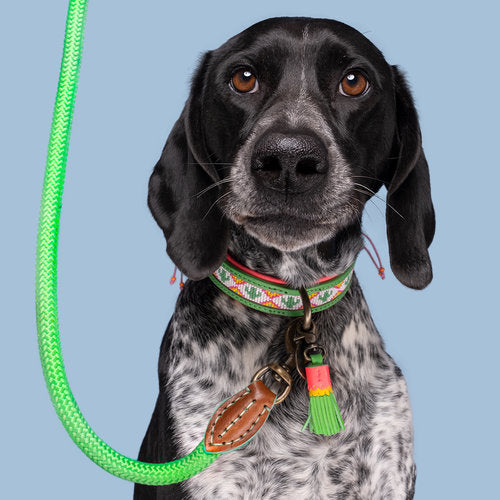 Tropical Summer Dog Collar