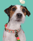 Tropical Summer Dog Collar