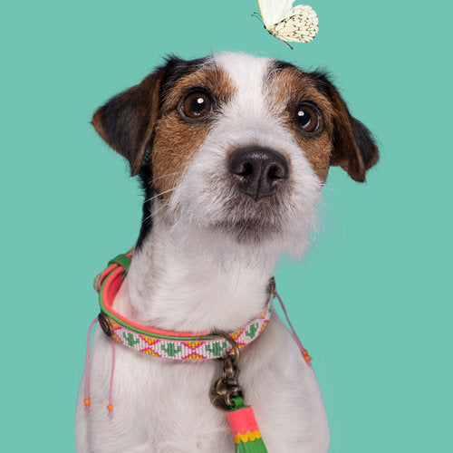 Tropical Summer Dog Collar