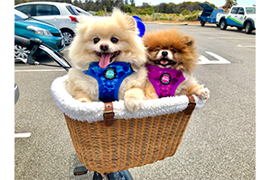 airmesh dog harness
