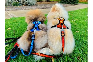 Neopro Orange Leash