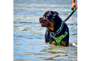 Neoprene Dog Harness - Green