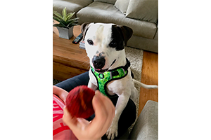 Neoprene Dog Harness - Green