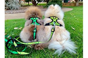 dog Harness Green