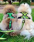 dog Harness Green