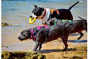 dog harness pink