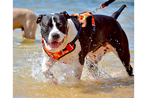 dog harness orange