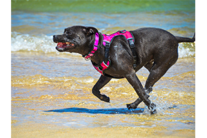 Neoprene Dog Harness - Pink