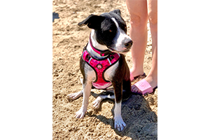 Neoprene Dog Harness - Pink