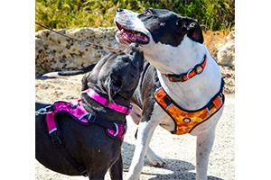 Neoprene Dog Harness - Pink