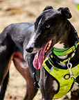 dog harness yellow