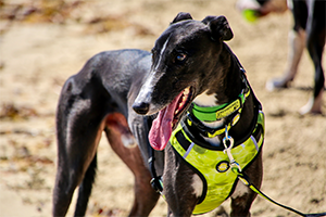 dog harness yellow