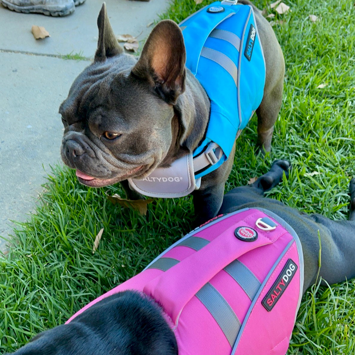 Small frenchie dog wearing blue SaltyDOG Waverider life jacket