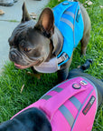 Small frenchie dog wearing blue SaltyDOG Waverider life jacket